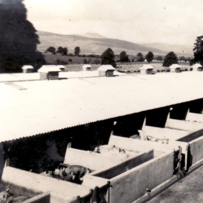 Building Of The Month - Piggery - November 2017