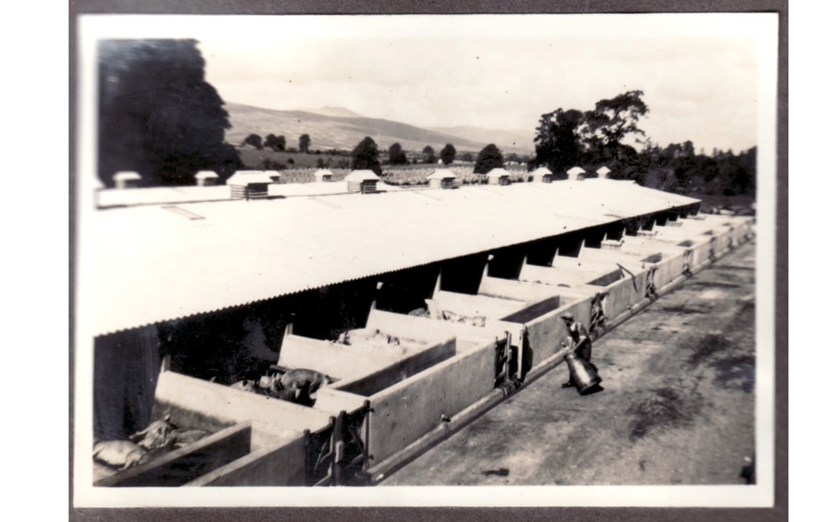 Building Of The Month - Piggery - November 2017