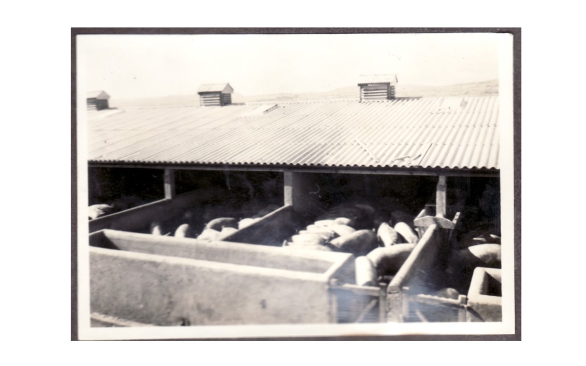 Building Of The Month - Piggery - November 2017