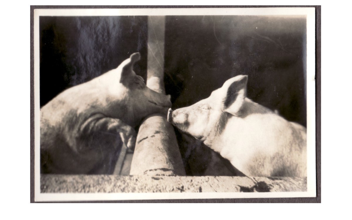 Building Of The Month - Piggery - November 2017