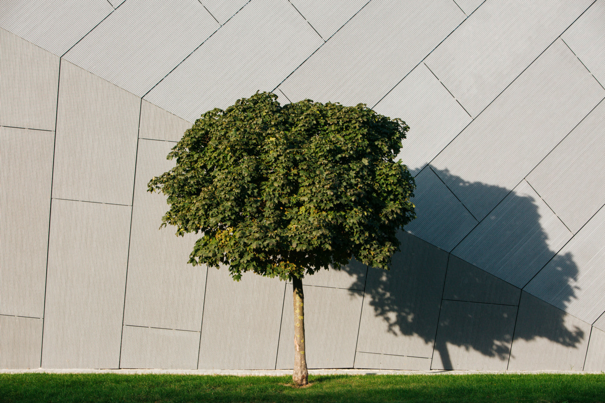 koks uz linea fasādes